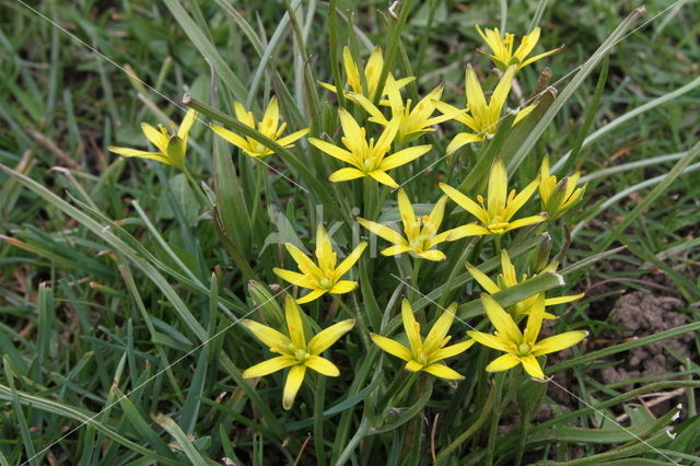 Weidegeelster (Gagea pratensis)