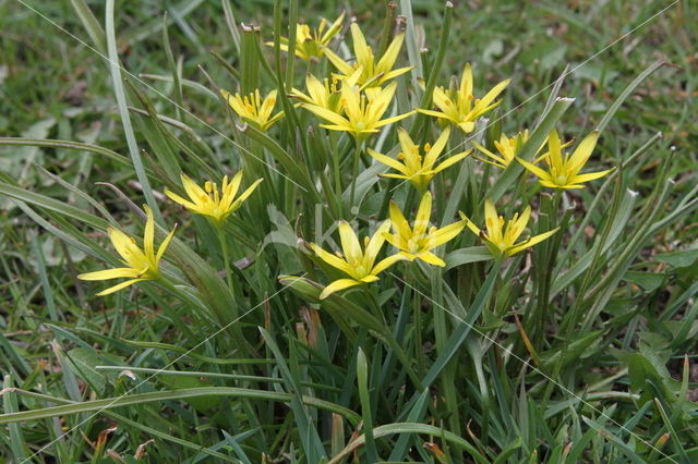 Weidegeelster (Gagea pratensis)