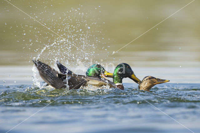 Wilde Eend (Anas platyrhynchos)