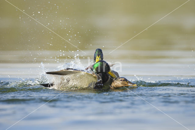 Wilde Eend (Anas platyrhynchos)