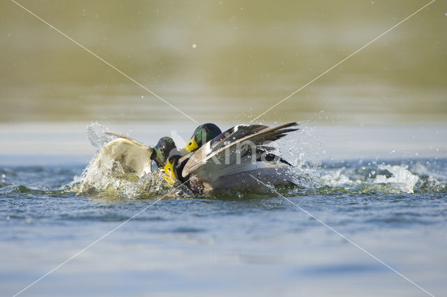 Wilde Eend (Anas platyrhynchos)