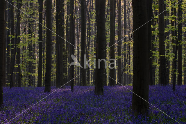 Bluebell (Scilla non-scripta)