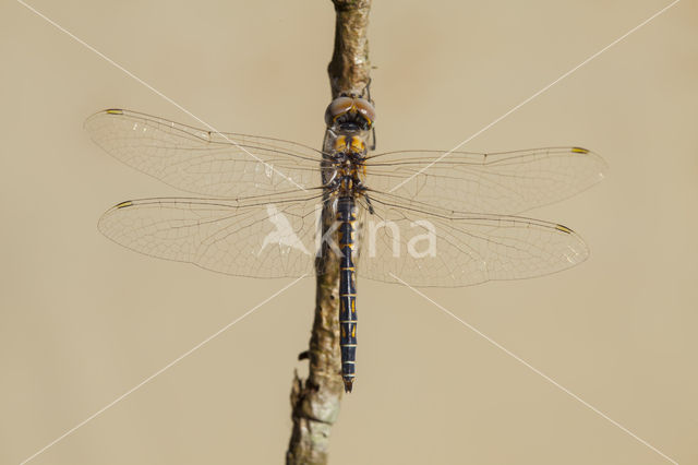 Windvaantje (Selysiothemis nigra)