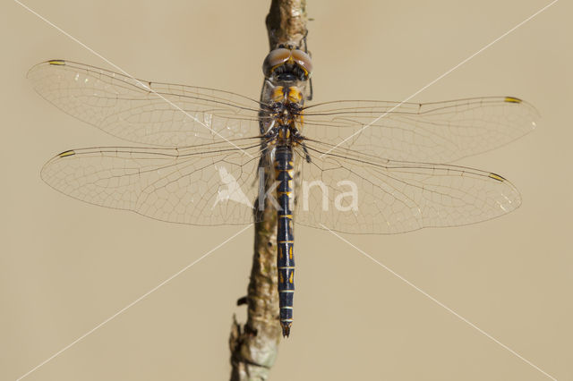 Windvaantje (Selysiothemis nigra)