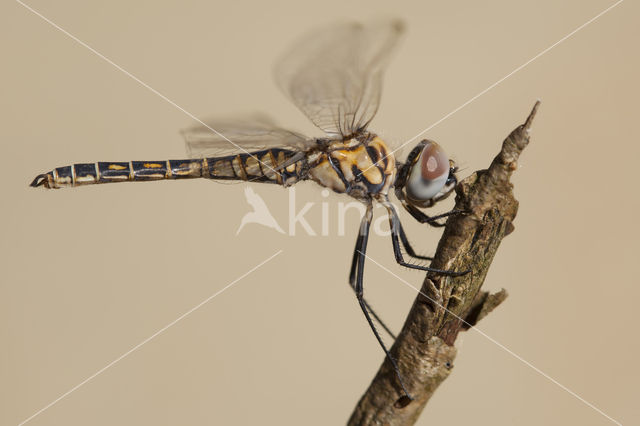 Windvaantje (Selysiothemis nigra)