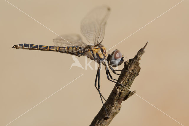 Windvaantje (Selysiothemis nigra)