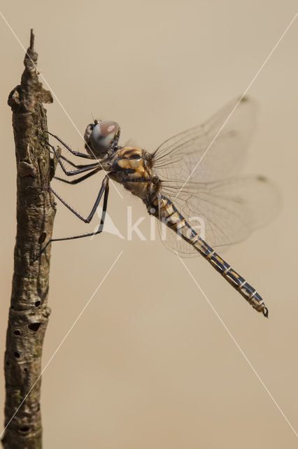 Windvaantje (Selysiothemis nigra)