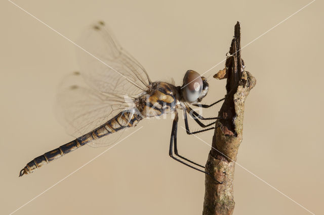 Windvaantje (Selysiothemis nigra)