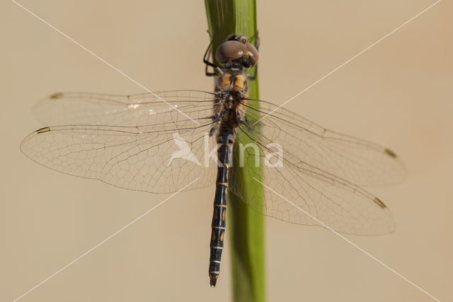 Windvaantje (Selysiothemis nigra)