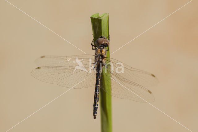 Windvaantje (Selysiothemis nigra)