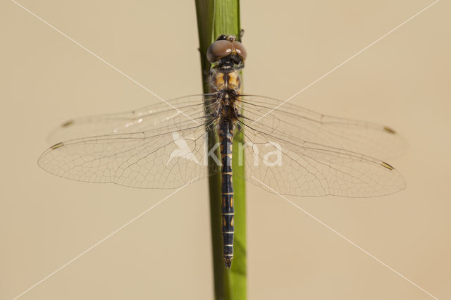 Windvaantje (Selysiothemis nigra)