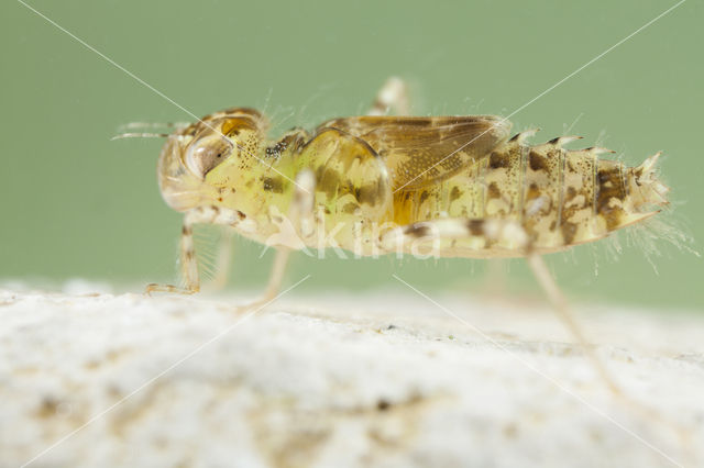 Windvaantje (Selysiothemis nigra)