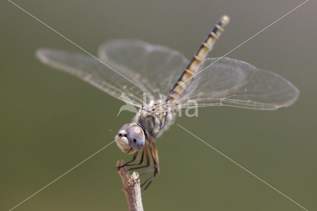 Windvaantje (Selysiothemis nigra)