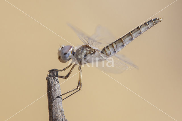 Windvaantje (Selysiothemis nigra)