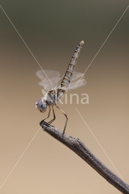 Windvaantje (Selysiothemis nigra)