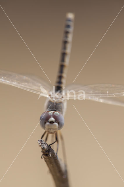 Selysiothemis nigra