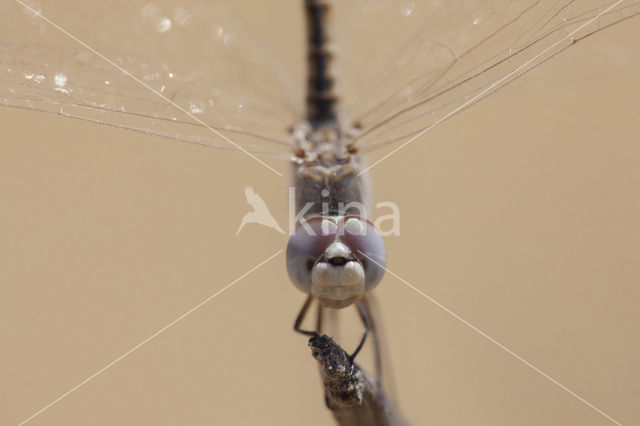 Windvaantje (Selysiothemis nigra)