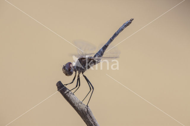 Windvaantje (Selysiothemis nigra)