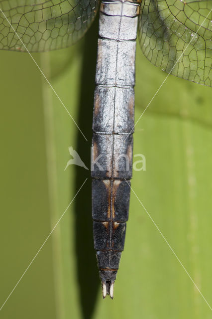 Witpuntoeverlibel (Orthetrum albistylum)