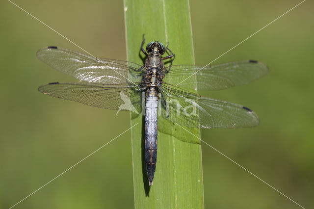 Witpuntoeverlibel (Orthetrum albistylum)