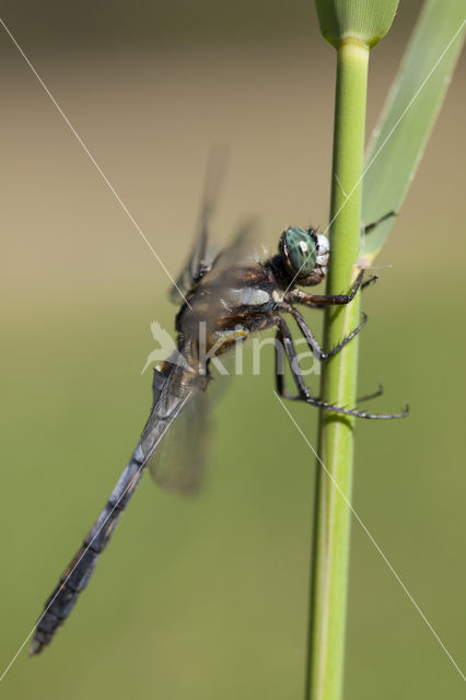 Witpuntoeverlibel (Orthetrum albistylum)