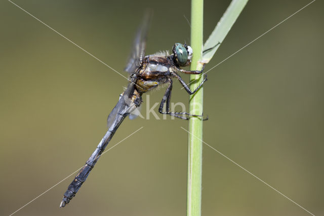 Witpuntoeverlibel (Orthetrum albistylum)