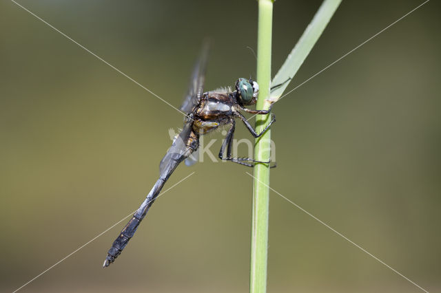 Witpuntoeverlibel (Orthetrum albistylum)