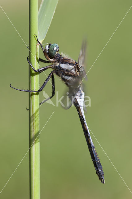 Witpuntoeverlibel (Orthetrum albistylum)