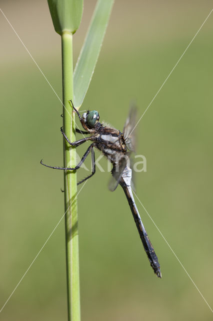 Witpuntoeverlibel (Orthetrum albistylum)