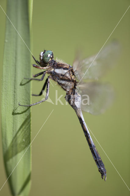 Witpuntoeverlibel (Orthetrum albistylum)