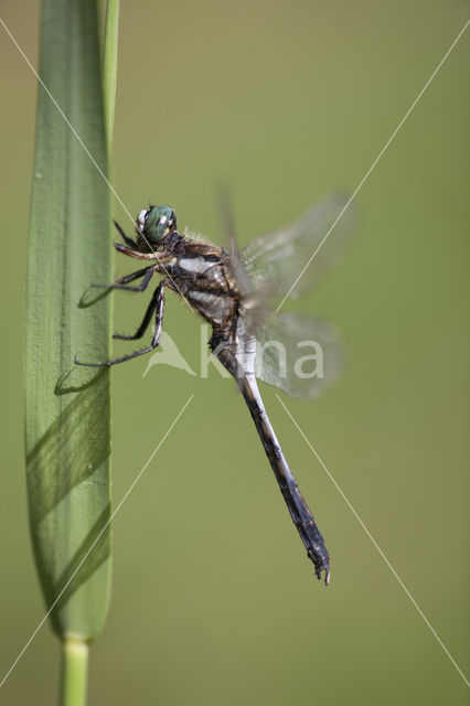 Witpuntoeverlibel (Orthetrum albistylum)