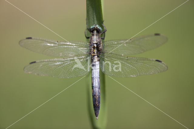 Witpuntoeverlibel (Orthetrum albistylum)