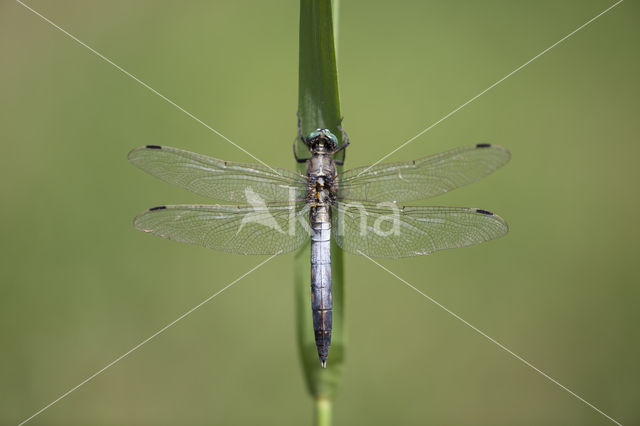 Witpuntoeverlibel (Orthetrum albistylum)