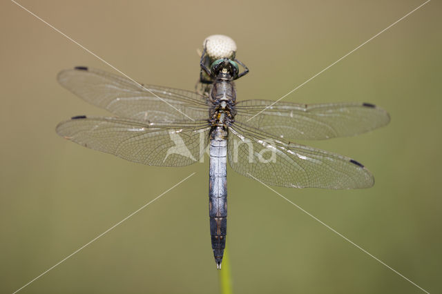 Witpuntoeverlibel (Orthetrum albistylum)