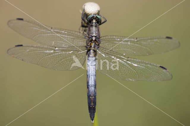 Witpuntoeverlibel (Orthetrum albistylum)