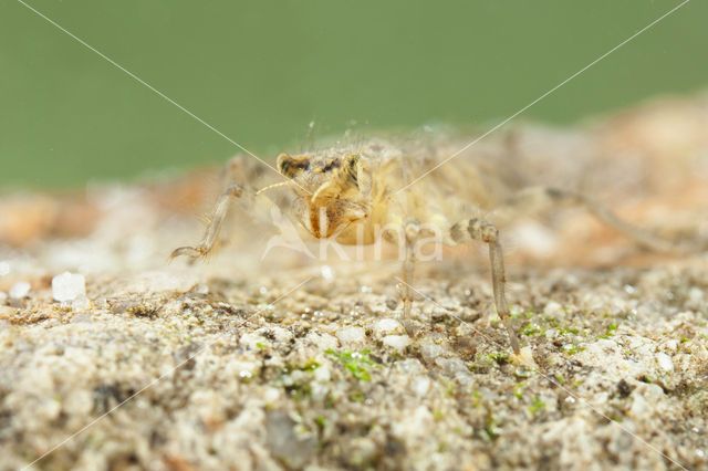 Witpuntoeverlibel (Orthetrum albistylum)