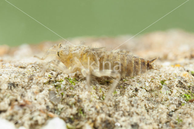 Witpuntoeverlibel (Orthetrum albistylum)