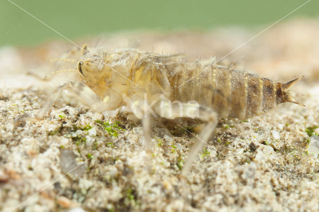 Witpuntoeverlibel (Orthetrum albistylum)