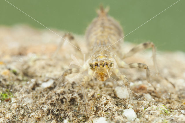 Witpuntoeverlibel (Orthetrum albistylum)