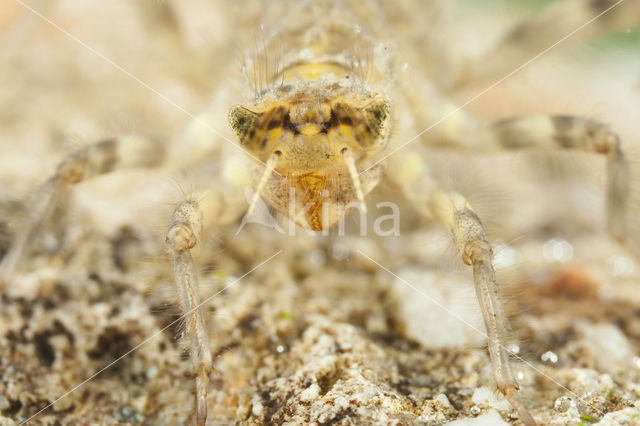 Witpuntoeverlibel (Orthetrum albistylum)