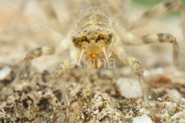 Witpuntoeverlibel (Orthetrum albistylum)