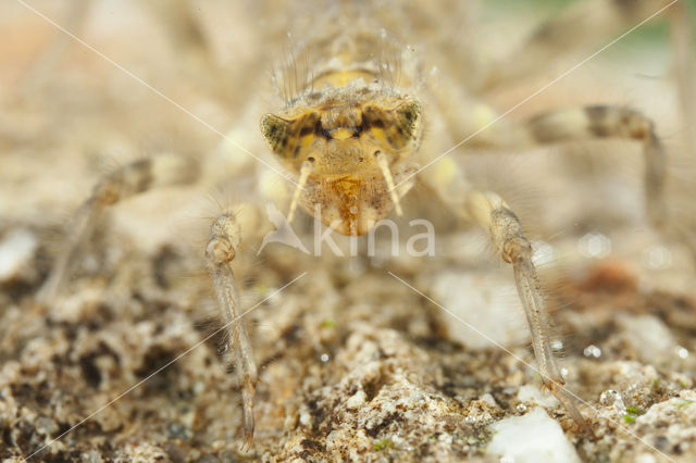 Witpuntoeverlibel (Orthetrum albistylum)