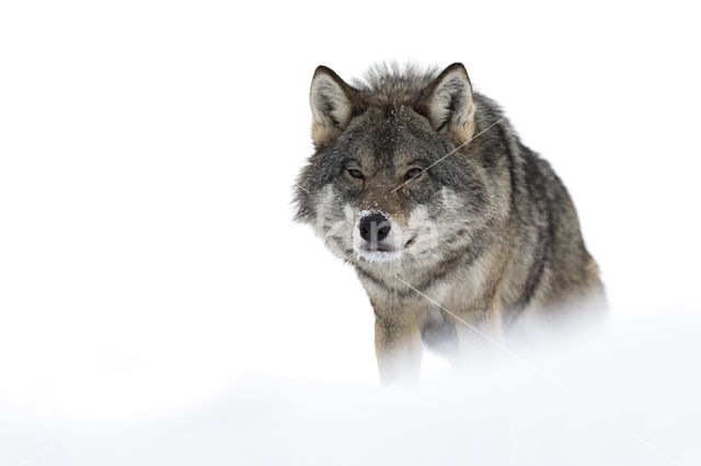 Grey Wolf (Canis lupus)