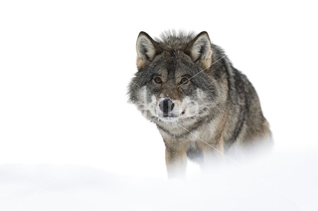 Grey Wolf (Canis lupus)