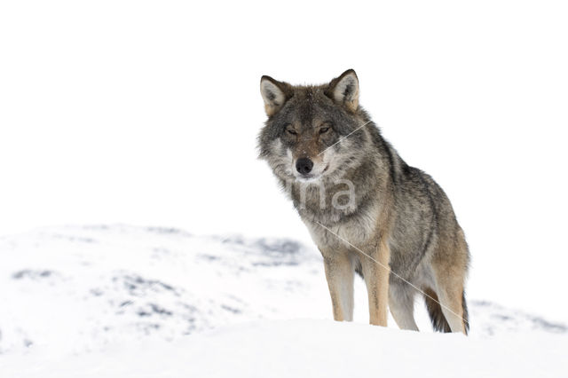 Grey Wolf (Canis lupus)