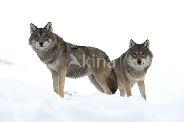 Grey Wolf (Canis lupus)