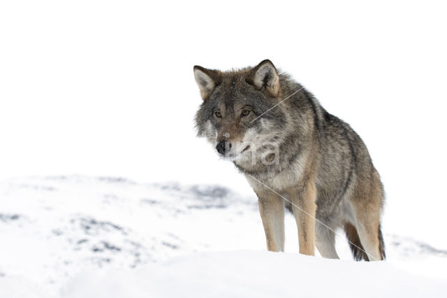 Grey Wolf (Canis lupus)