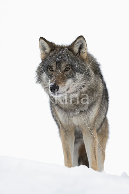 Grey Wolf (Canis lupus)