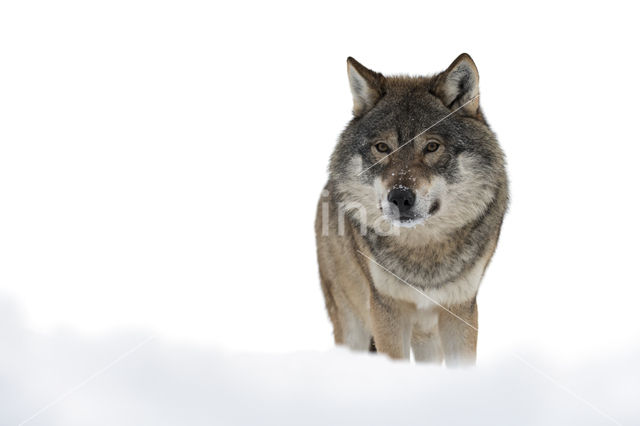 Grey Wolf (Canis lupus)