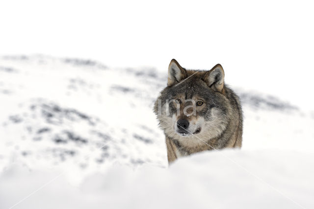 Grey Wolf (Canis lupus)